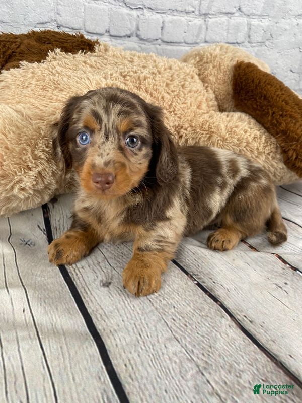 Miniature Dachshund dogs Benny - Ad 1