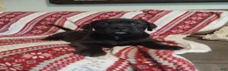 Boxador dogs for sale: Buttercup - Ad 9
