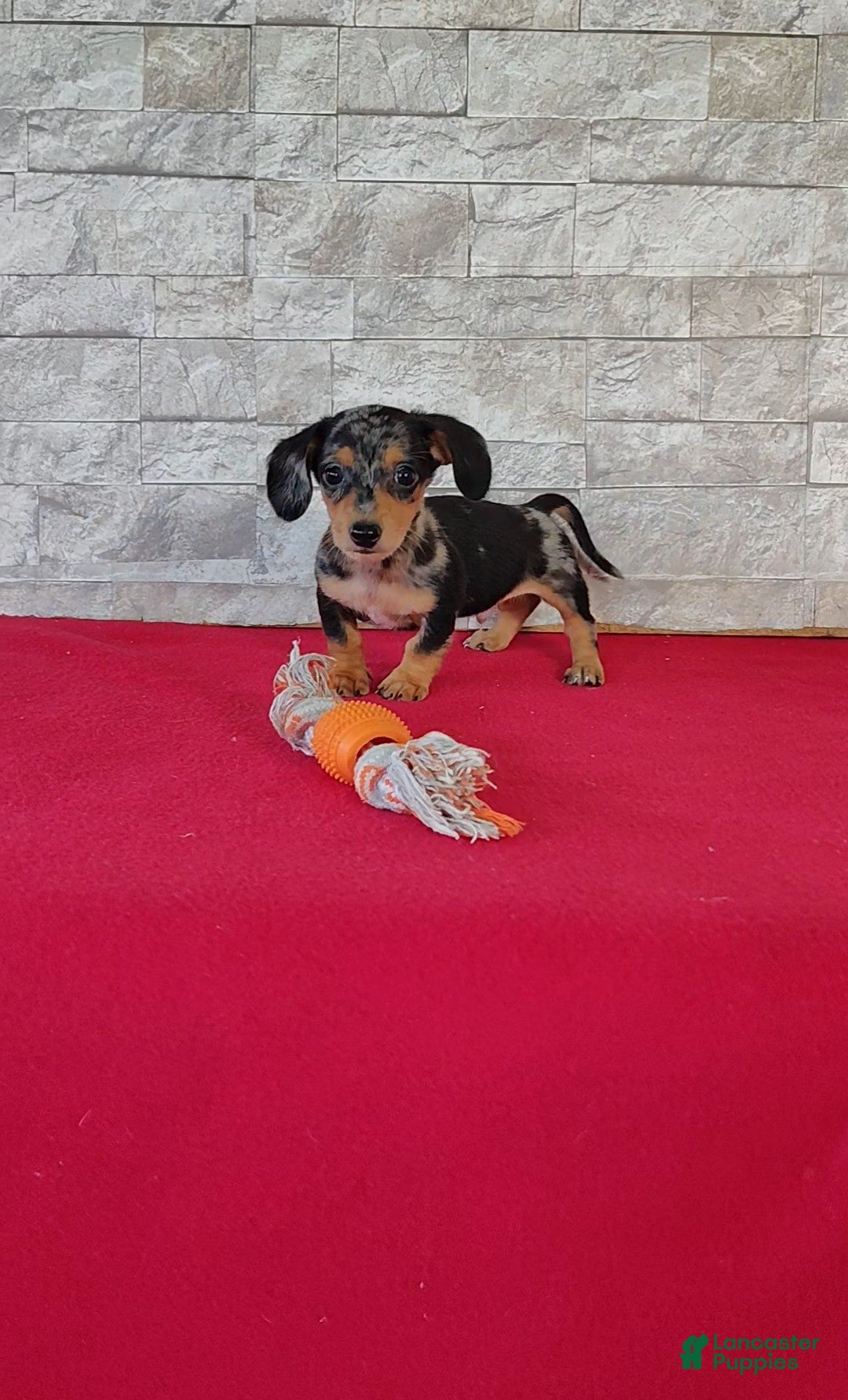 Miniature Dachshund dogs Titus - Ad 2