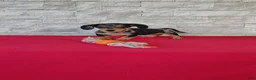 Miniature Dachshund dogs for sale: Titus - Ad 2