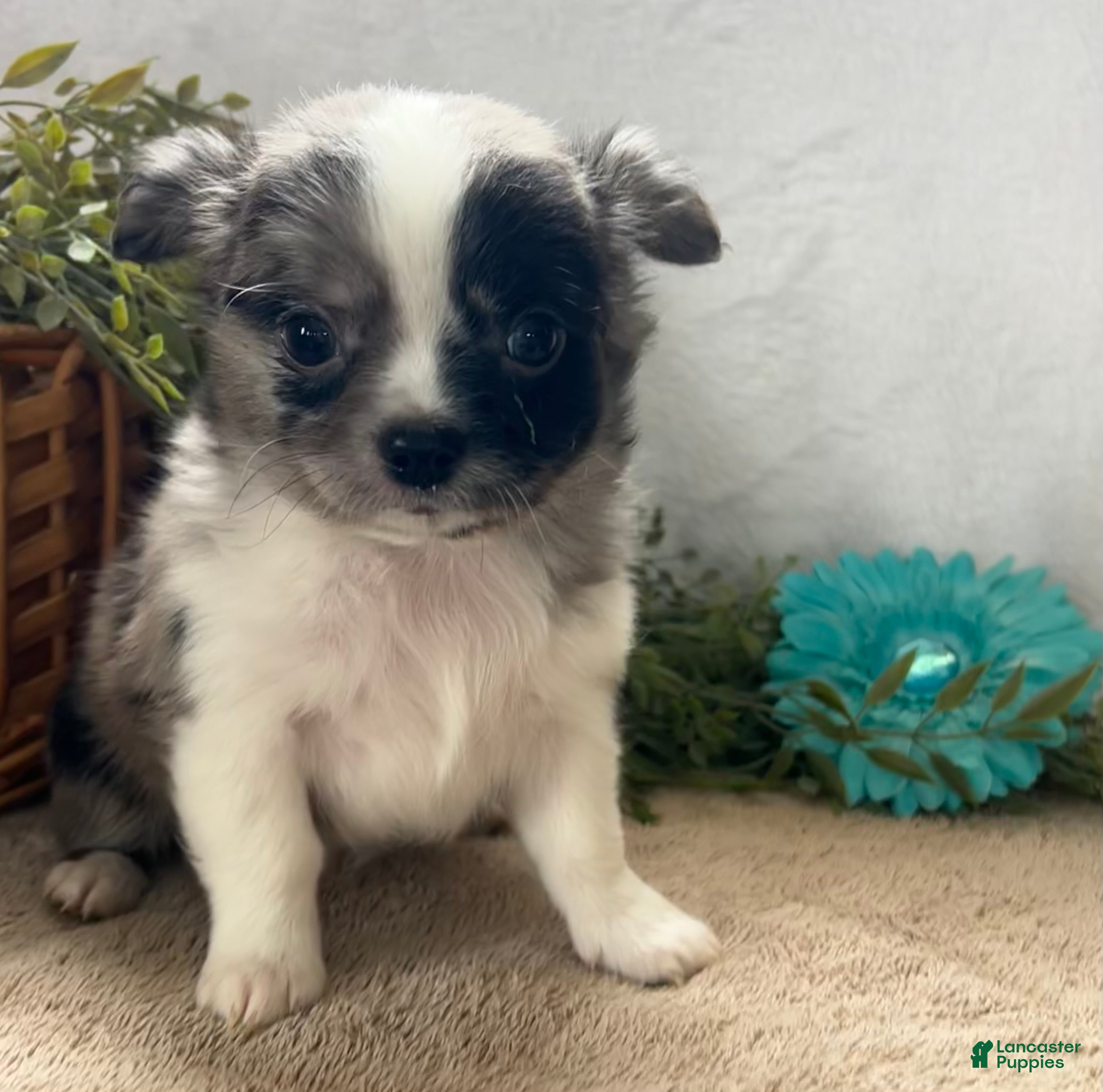 Chihuahua dogs Chase - Ad 1