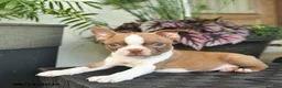 Boston Terrier dogs for sale: West  - Ad 5