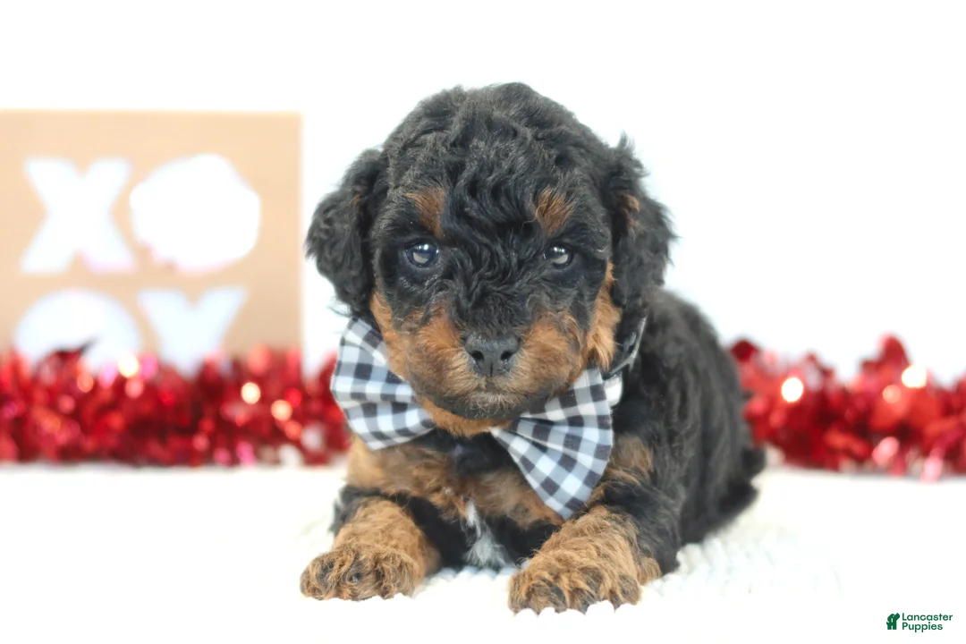 Toy Poodle dogs for sale: Teddy - Ad 2