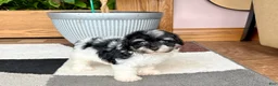 Havapoo dogs for sale: Havapoo girl 2 - Ad 3