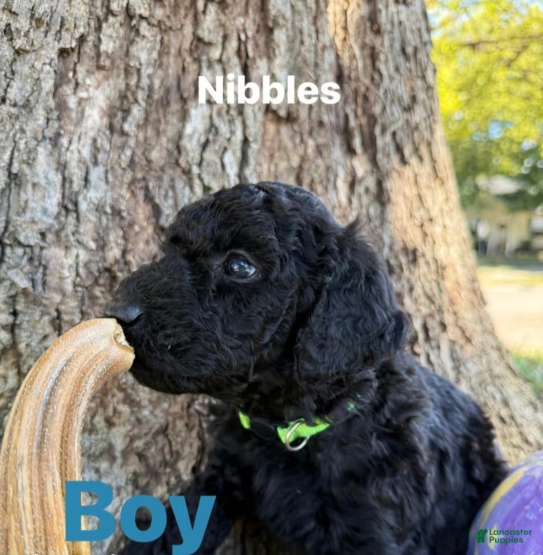 Mixed Breed dogs for sale: Nibbles - Ad 1