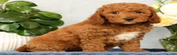 Mini Goldendoodle dogs for sale: Opal - Ad 7
