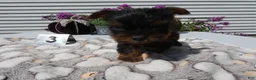 Yorkshire Terrier dogs for sale: Yorkshire Terrier 3 Tiny - Ad 3
