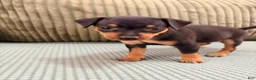 Miniature Pinscher dogs for sale: Lucy - Ad 5
