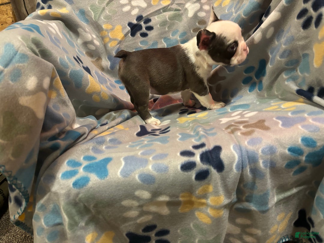 French Bulldog dogs for sale: French Bulldog Puppy 4 - Ad 3