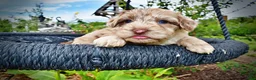 Havapoo dogs for sale: Star - Ad 2