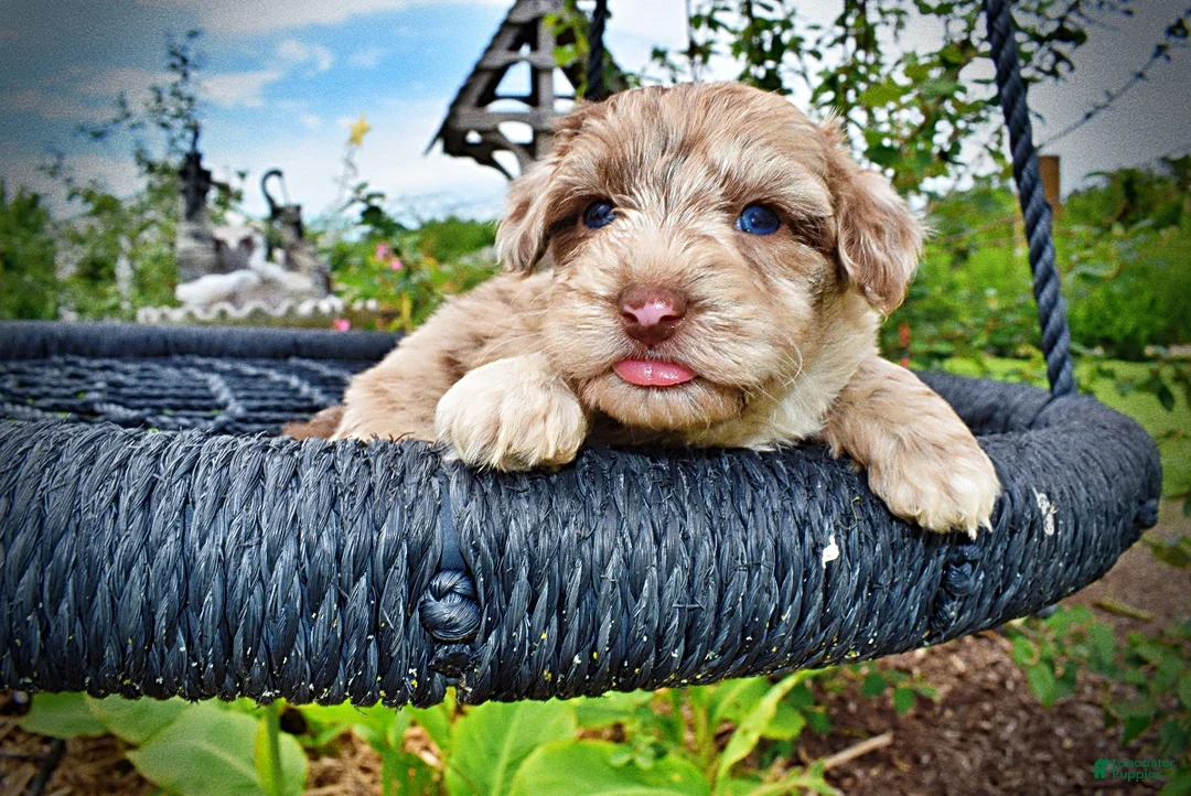 Havapoo dogs for sale: Star - Ad 2