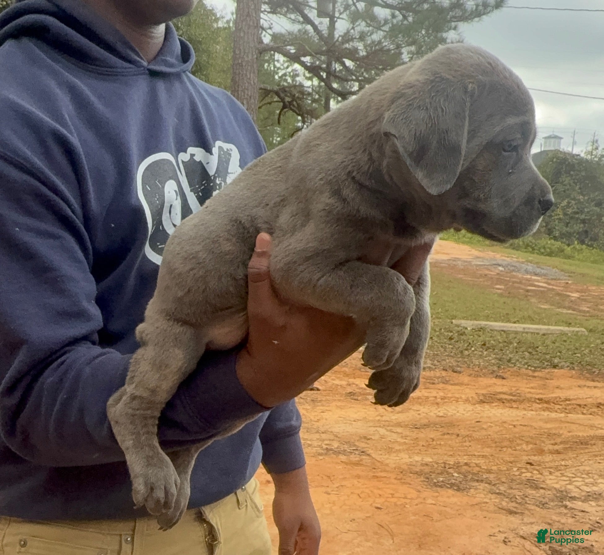 Cane Corso dogs Cane Corso Puppy 1 - Ad 32