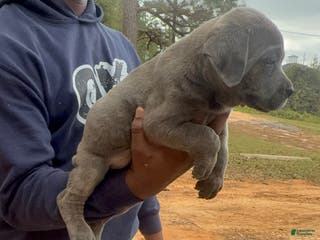 Cane Corso dogs Cane Corso Puppy 1 - Ad 18