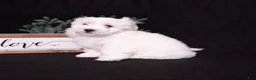 Coton De Tulear dogs for sale: Lilly - Ad 3