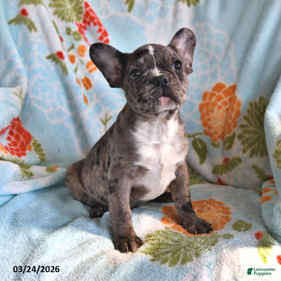 Frenchton dogs Bob - Ad 2