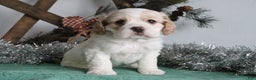 Cocker Spaniel dogs for sale: Dimond - Ad 2