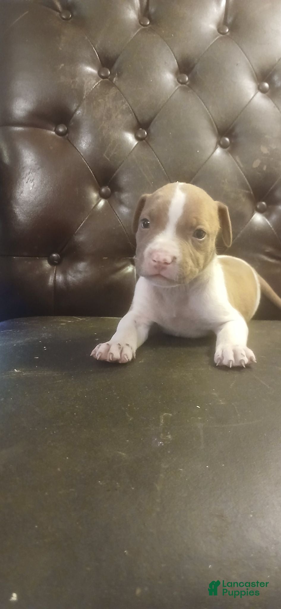 Mixed Breed dogs American pitbull  - Ad 34