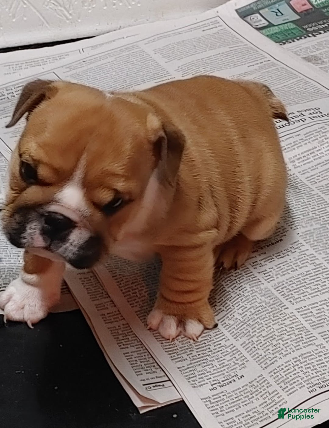 English Bulldog dogs for sale: Frankie - Ad 13