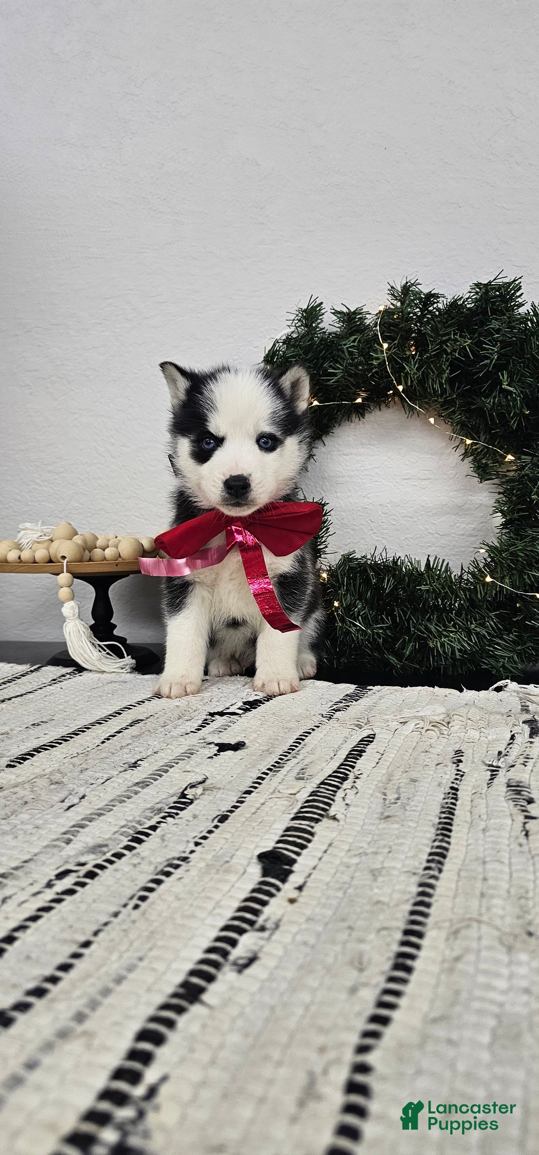 Siberian Husky dogs for sale: Archie - Ad 2