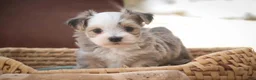 Havanese dogs for sale: Webster Havanese  - Ad 10