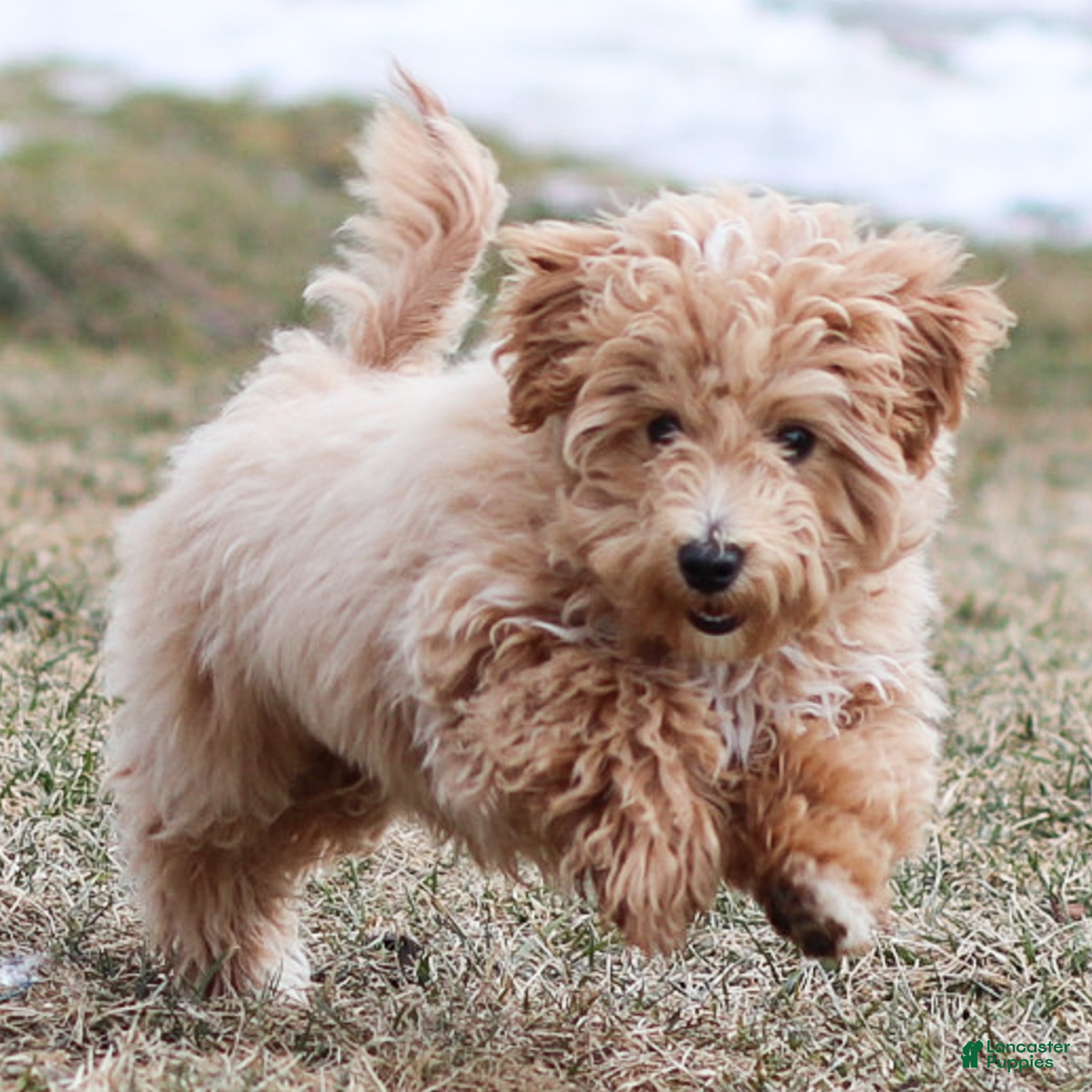 Maltipoo dogs Tucker Maltipoo Puppy  - Ad 2