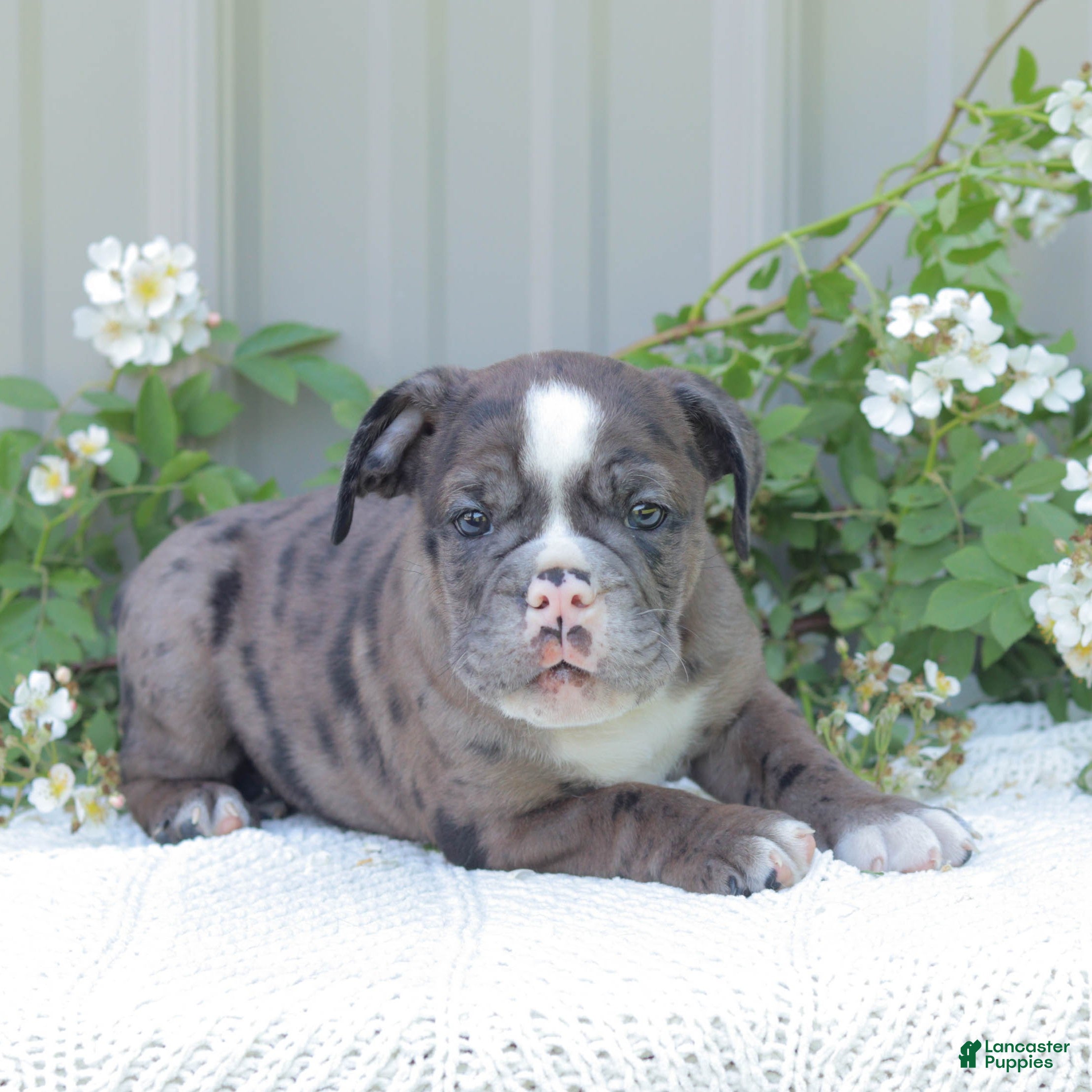 English Bulldog dogs Jaxon - Ad 1