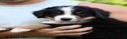 Bernese Mountain Dog dogs for sale: Hank  - Ad 3