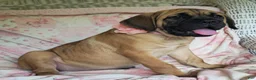 Cane Corso dogs for sale: Abby - Ad 11