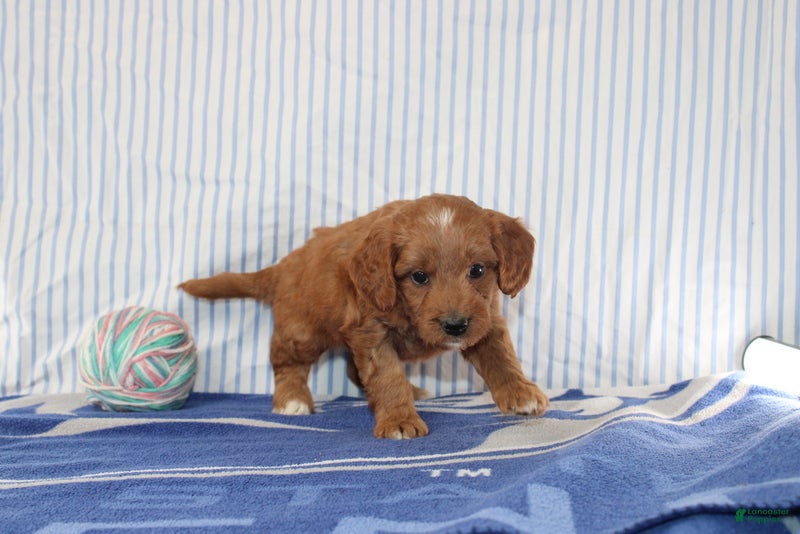 Mini Goldendoodle dogs Mako - Ad 1