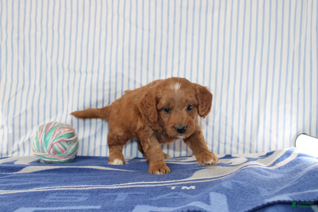 Mini Goldendoodle dogs for sale: Mako - Ad 1