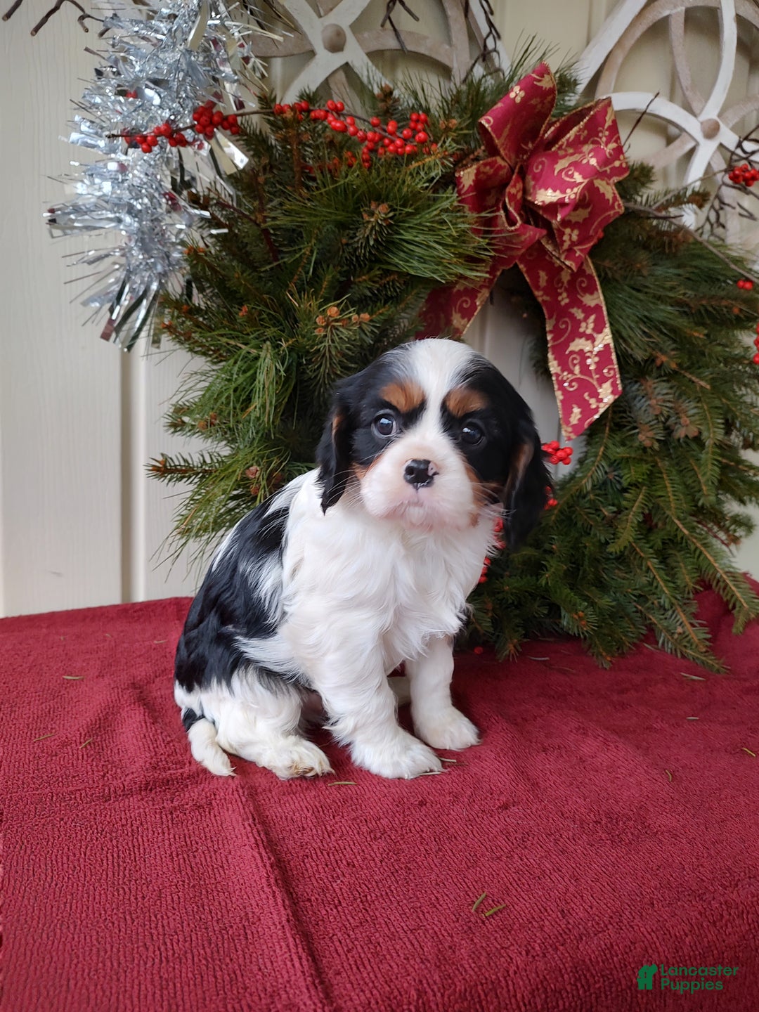 Cavalier King Charles Spaniel dogs for sale: Bruce - Ad 2
