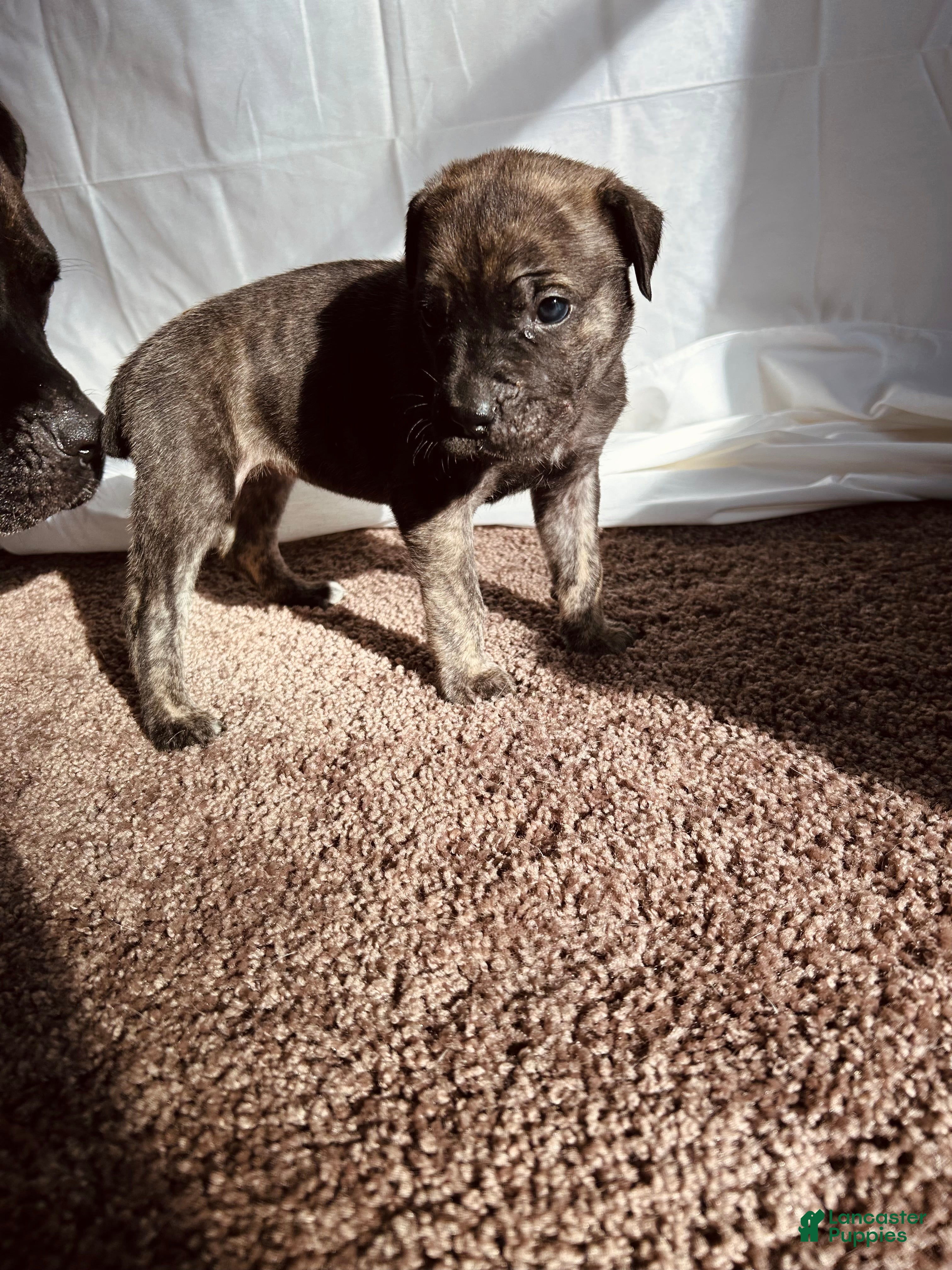 Cane Corso dogs Hera - Ad 17