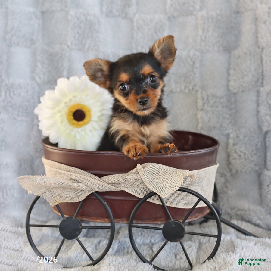 Yorkshire Terrier dogs Coffee Teacup - Ad 1