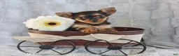 Yorkshire Terrier dogs for sale: Coffee Teacup - Ad 1