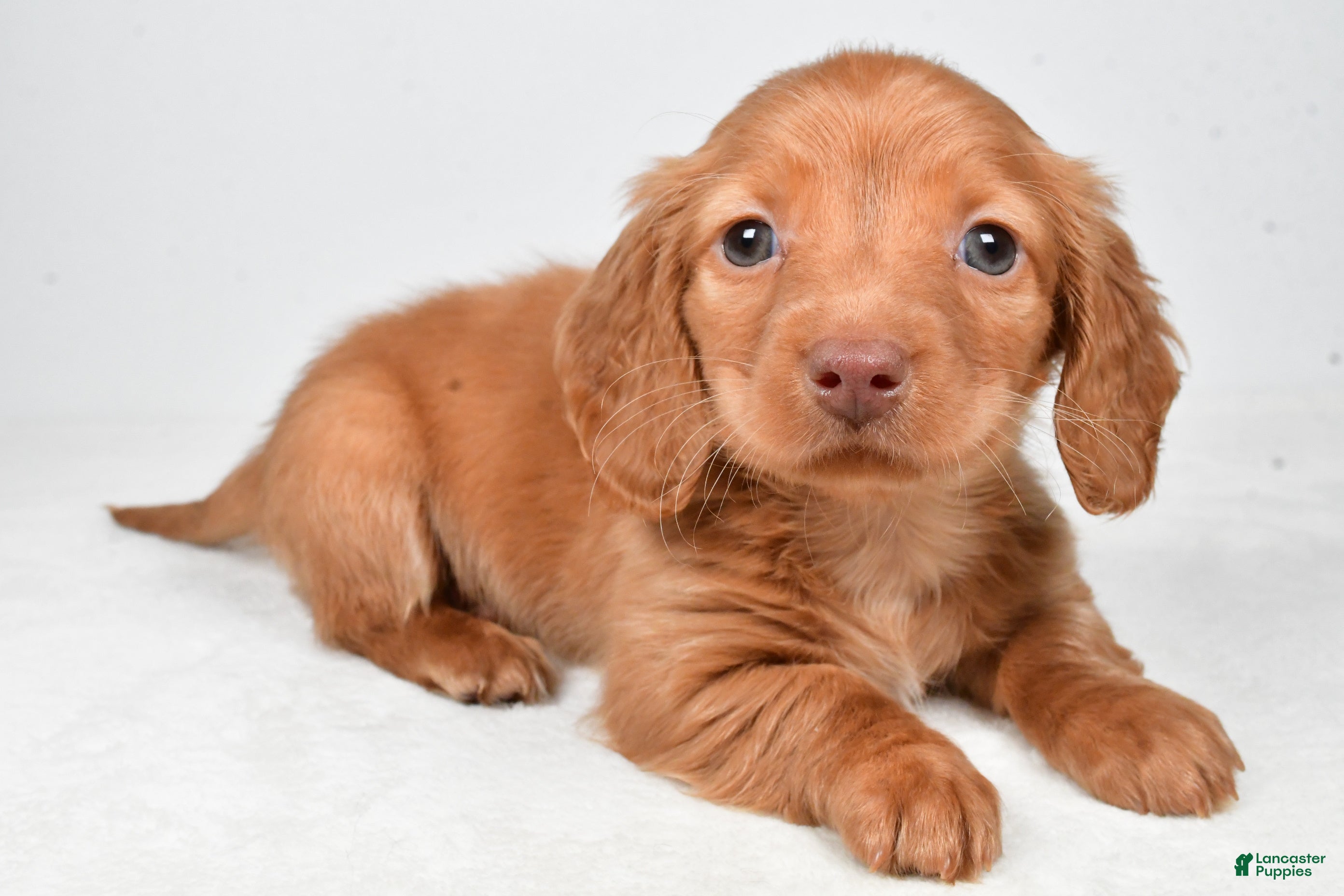 Miniature Dachshund dogs Nicky - Ad 1