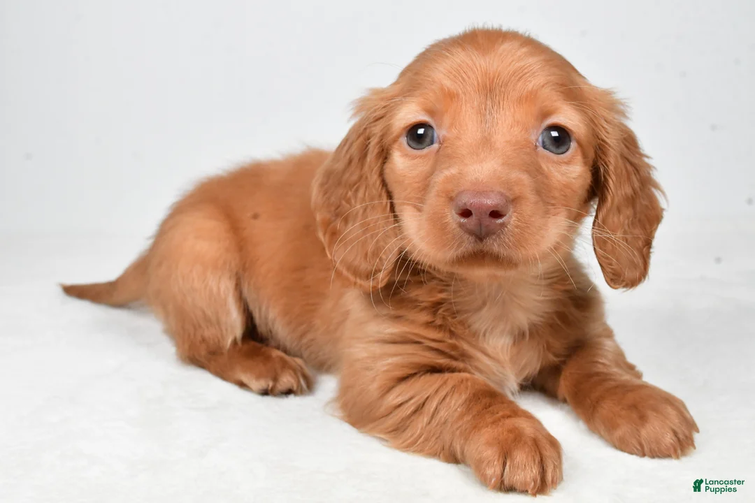 Miniature Dachshund dogs for sale: Nicky - Ad 1