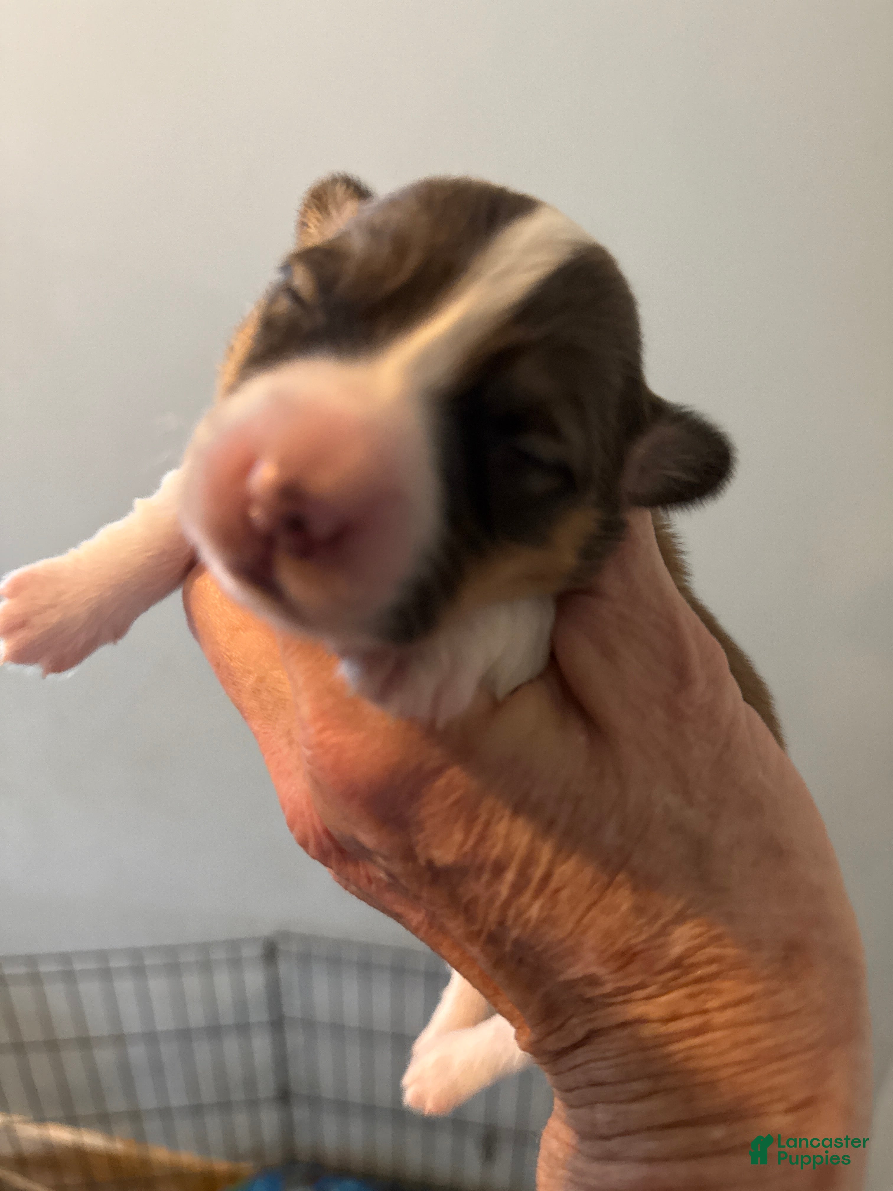 Welsh Corgi Pembroke dogs Welsh Corgi Pembroke Puppy 4 - Ad 14