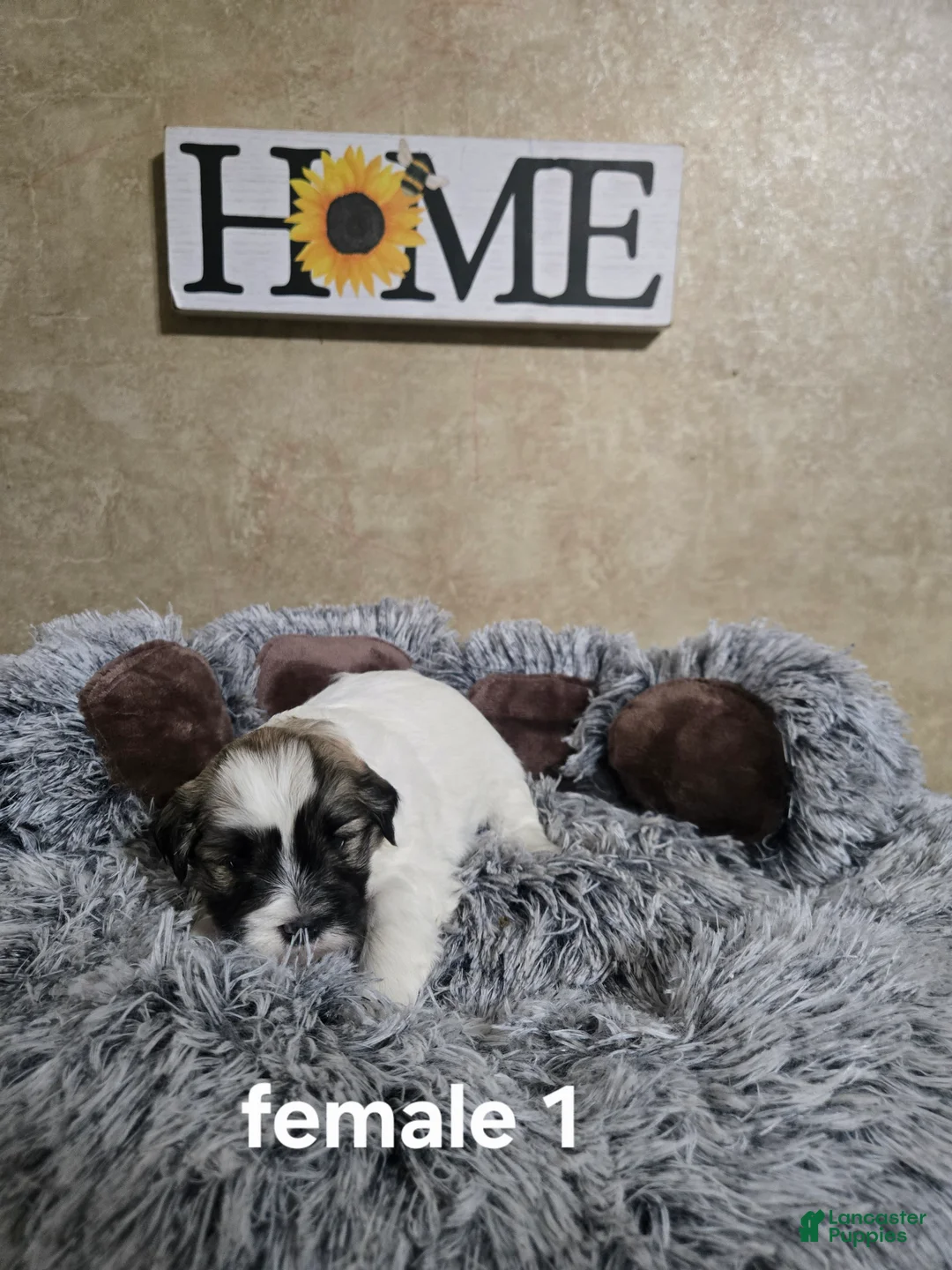 Mixed Breed dogs for sale: Female 1 - Ad 2