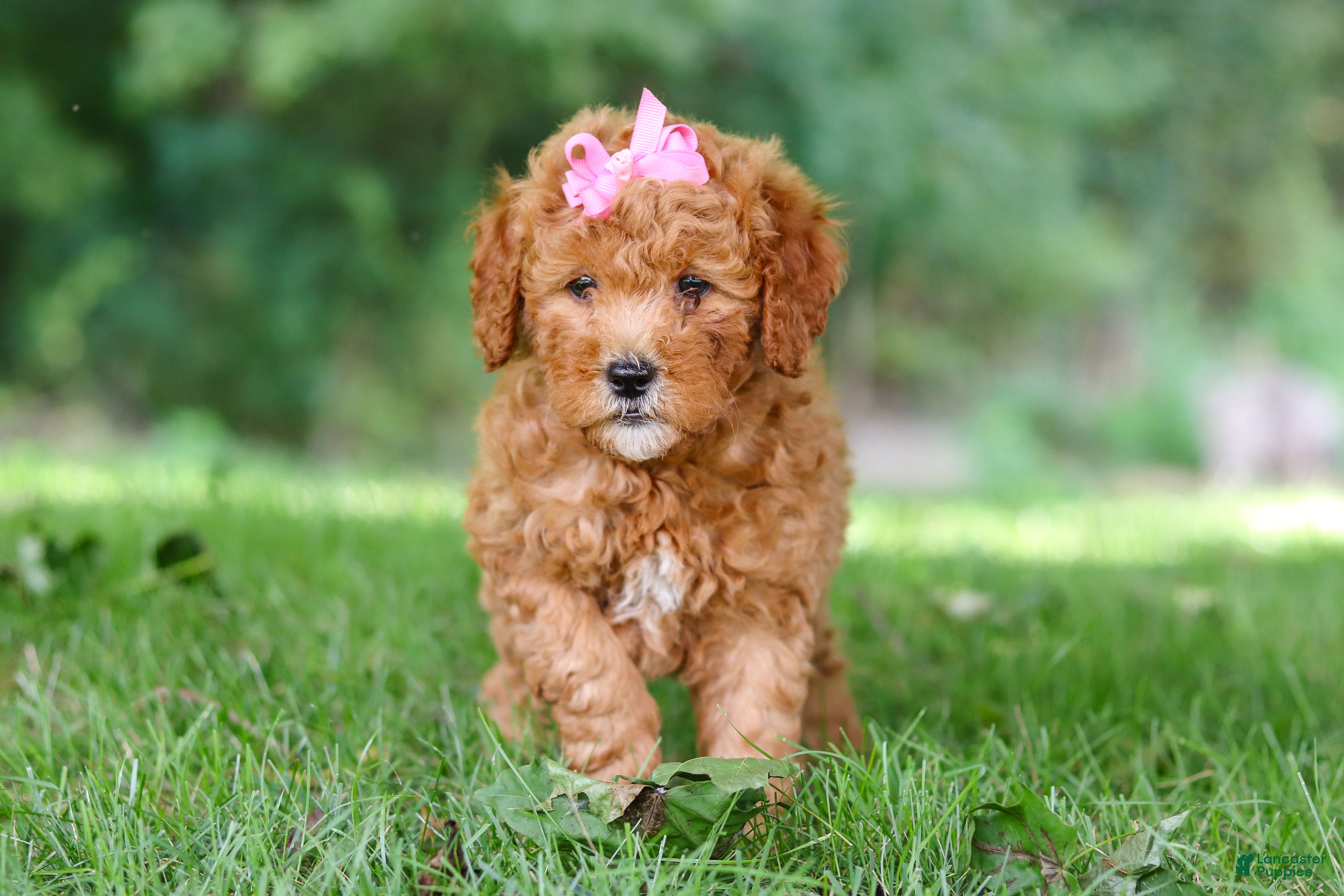 Mini Goldendoodle dogs Aspen - Ad 2