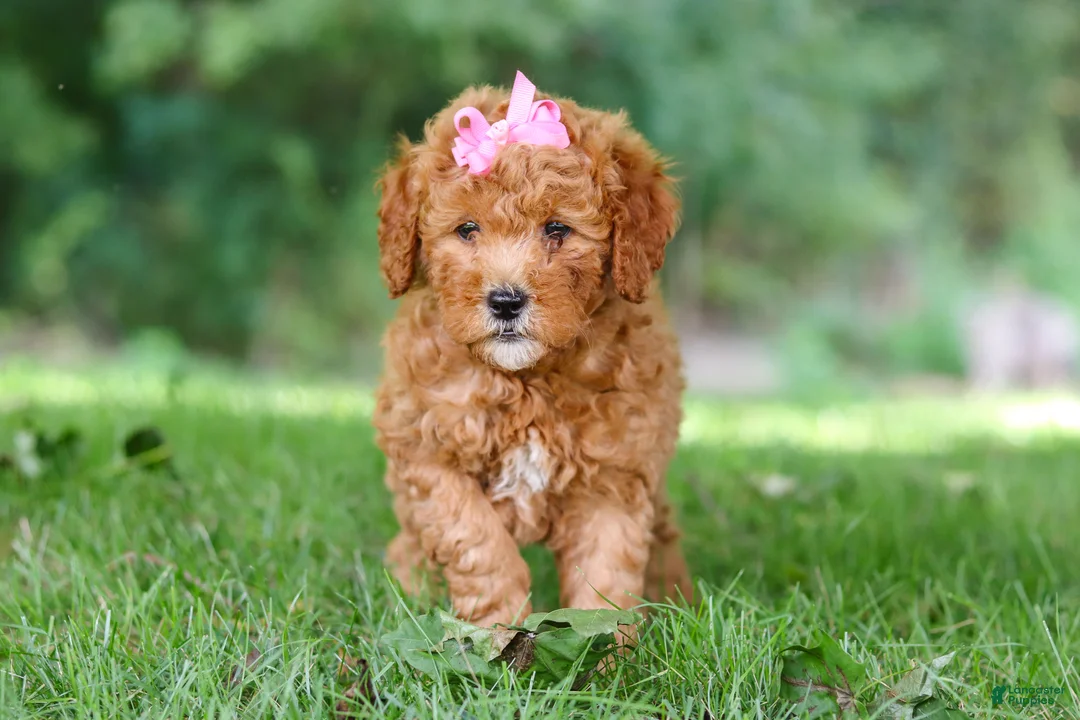 Mini Goldendoodle dogs for sale: Aspen - Ad 2