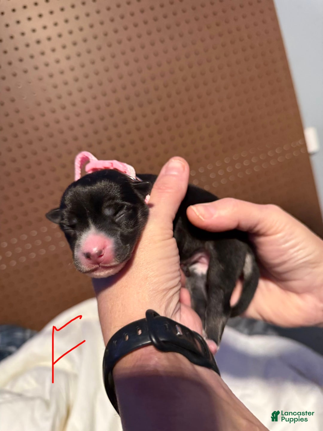 Mixed Breed dogs for sale: Mixed Breed Puppy 8 - Ad 1