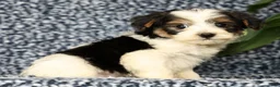 Yorkiepoo dogs for sale: Rex - Ad 8