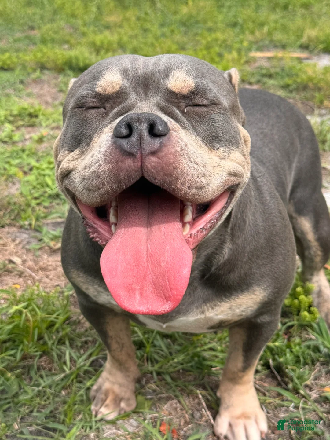 American Bully dogs for sale: American Bully Puppy 1 - Ad 2