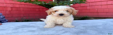 Barry