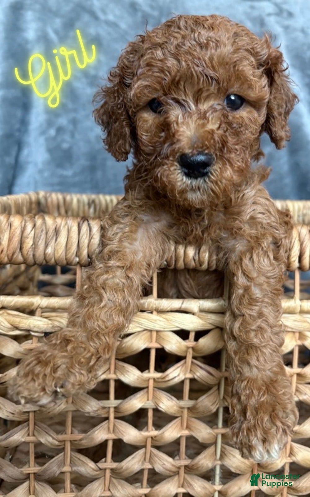 Goldendoodle dogs Goldendoodle Puppy 6 - Ad 1