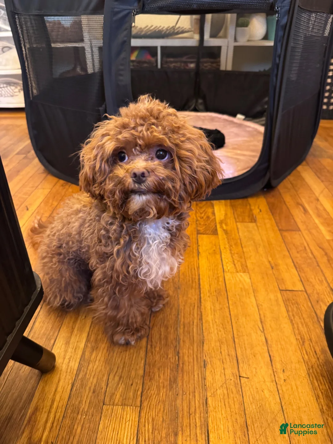 Shihpoo dogs for sale: Truffle - Ad 8