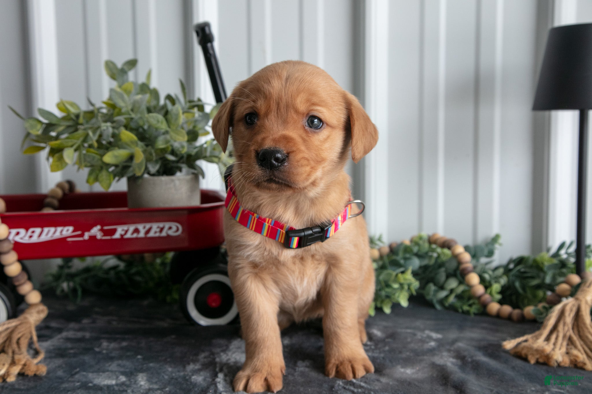 Goldador dogs Sadie  - Ad 2