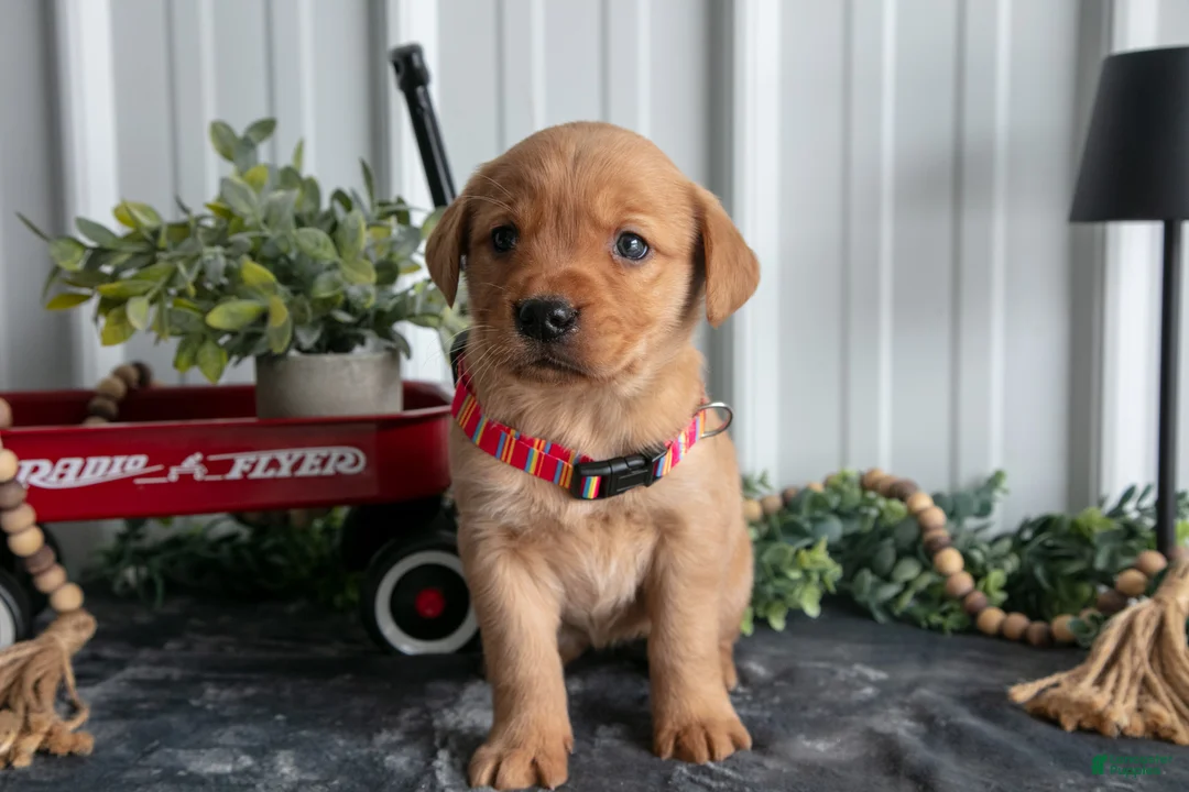 Goldador dogs for sale: Sadie  - Ad 2