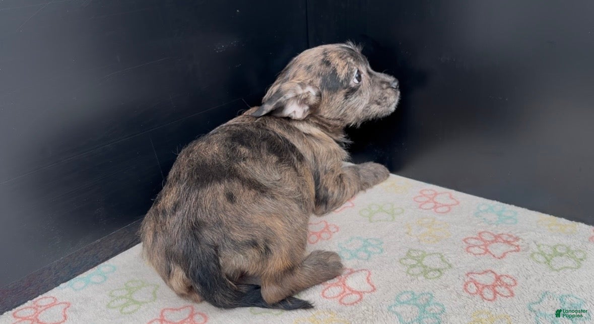 Mixed Breed dogs Indigo - Ad 9