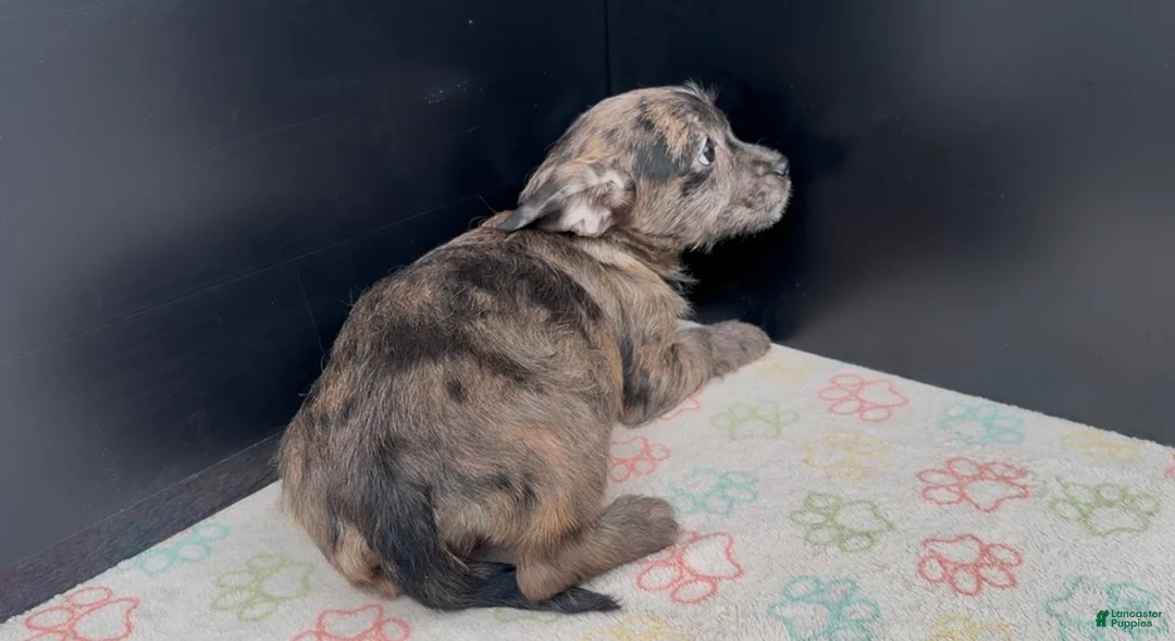 Mixed Breed dogs for sale: Indigo - Ad 1